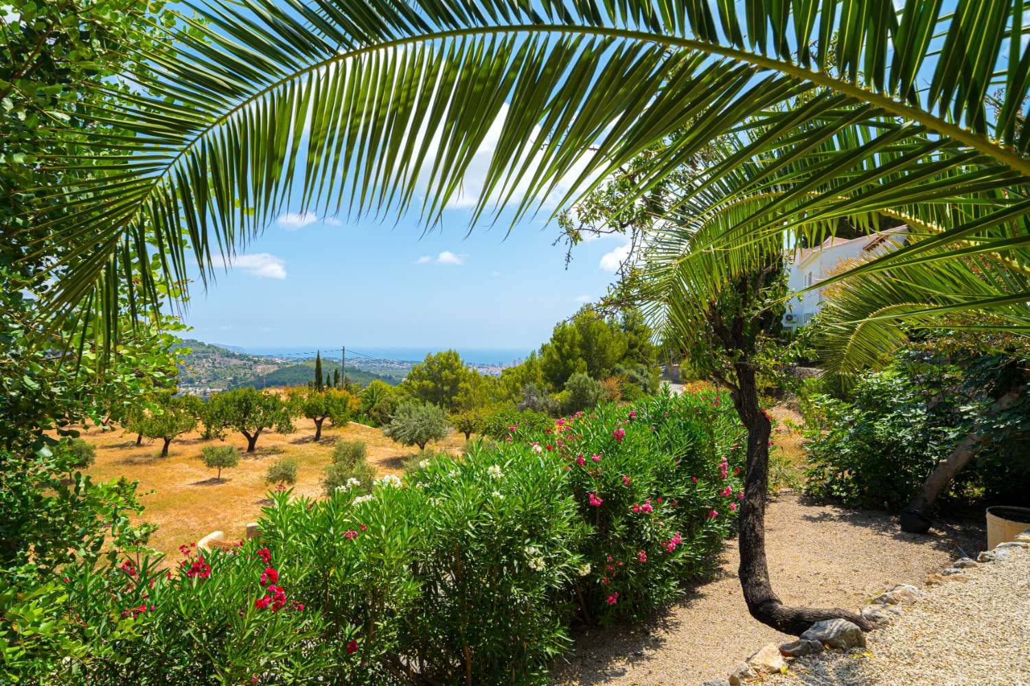 Txaleta salgai in Oltamar-Cucarres (Calpe)